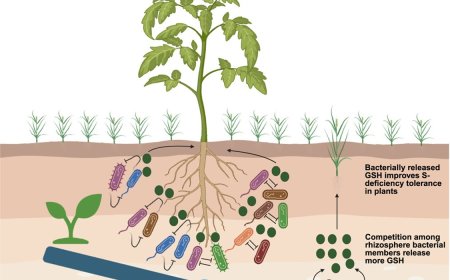 Hidden plant–microbe strategy that boosts crop growth under nutrient stress