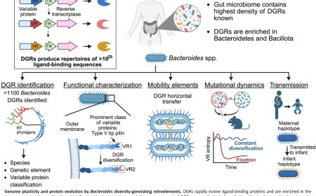 How gut bacteria adapt to new environments