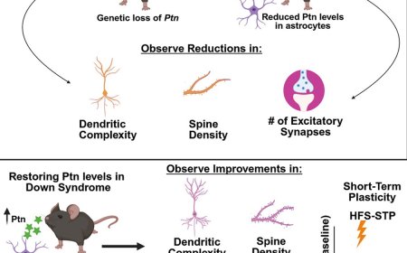 Astrocyte-secreted pleiotrophin implicated in Down syndrome