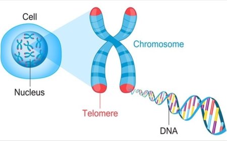 Telomere