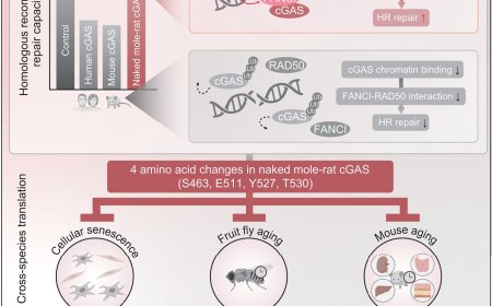 Why naked mole-rats live longer