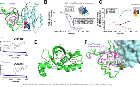 Covalent inhibitors impair tumor growth driven by RAS and HER2
