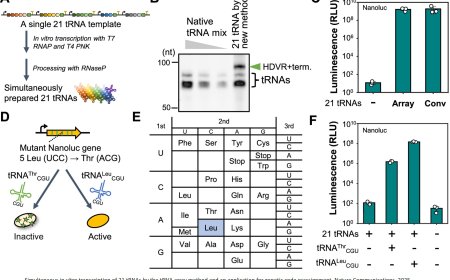 Simultaneous in vitro expression of minimal 21 transfer RNAs by tRNA array method