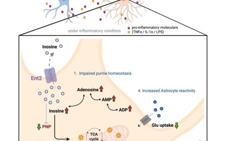 How inosine influences astrocyte metabolism and reactivity