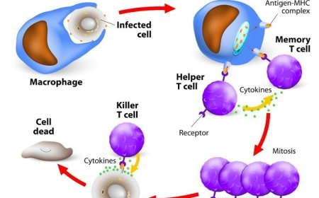 Cell Mediated Immunity