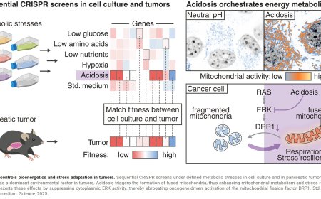 Acidic tumor environment promotes survival and growth of cancer cells