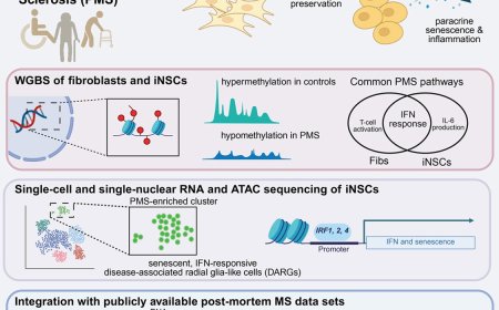 Disease-associated radial glia-like cells with epigenetically dysregulated interferon response in MS