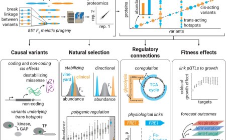 A genome-to-proteome map