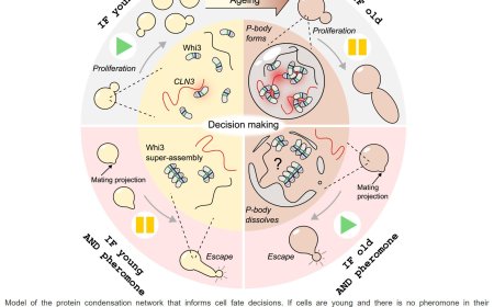 Protein condensates determine a cell’s fate