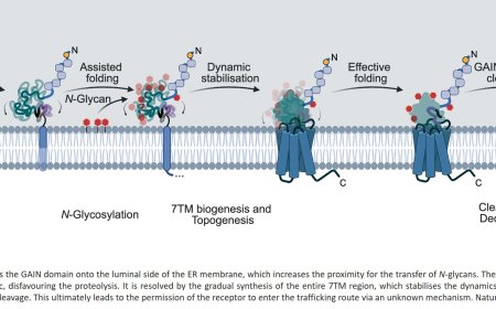Self-cleavage of the GAIN domain of adhesion G protein-coupled receptors requires multiple domain-extrinsic factors