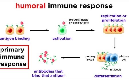 Humoral Immunity