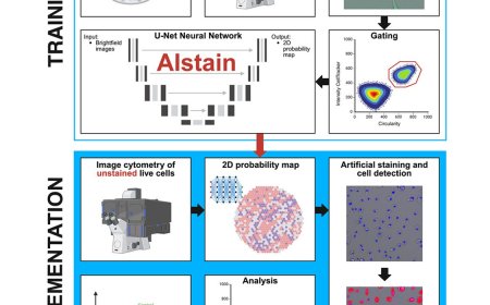 AIstain: Enhancing microglial phagocytosis analysis through deep learning