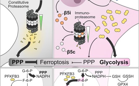 The immunoproteasome disturbs neuronal metabolism and drives neurodegeneration in multiple sclerosis