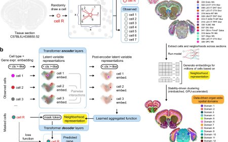 Data-driven fine-grained region discovery in the mouse brain with transformers