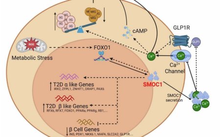 Human pancreatic α-cell heterogeneity and trajectory inference analyses reveal SMOC1 as a β-cell dedifferentiation gene