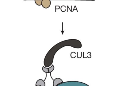 KCTD10 is a sensor for co-directional transcription–replication conflicts