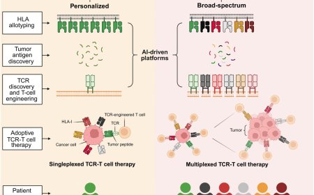 Advancing human leukocyte antigen-based cancer immunotherapy: from personalized to broad-spectrum strategies for genetically heterogeneous populations