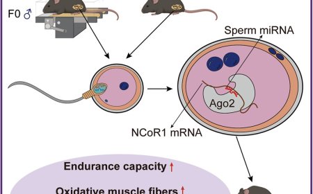 Sperm microRNAs regulate paternal transmission of exercise capacity