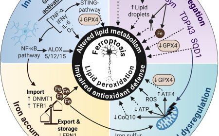 Ferroptosis trigger in neurodegenerative diseases
