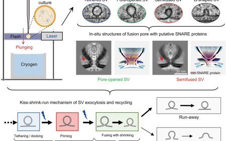 Synaptic vesicle release revealed by time-resolved cryo-ET