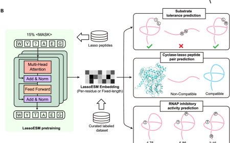 A language model for enhanced lasso peptide property prediction