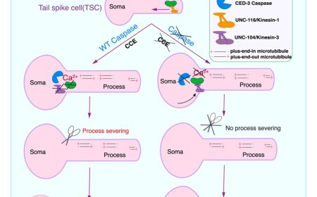Saving cells from the brink of death