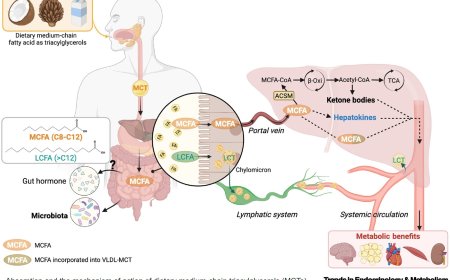 Metabolism regulation by dietary medium-chain triacylglycerols