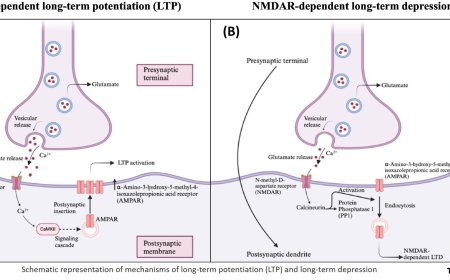 Induction of plasticity and metaplasticity using noninvasive brain stimulation