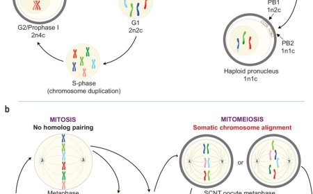 Induction of experimental cell division to generate cells with reduced chromosome ploidy