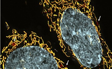 Regulating the inheritance of mitochondrial DNA mutations