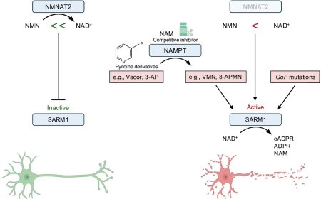 Targeting SARM1: from inhibition for neuroprotection to activation for neuroablation