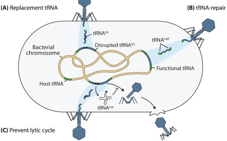 Phage tRNAs: decoding the enigma