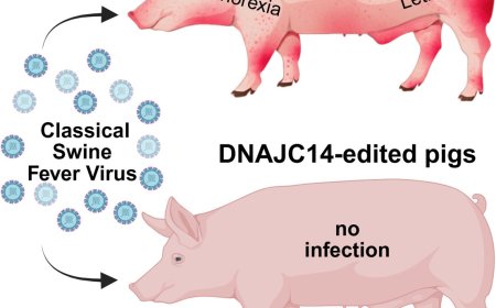 DNAJC14 gene-edited pigs are resistant to classical pestiviruses
