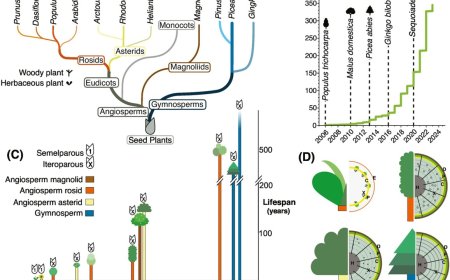 An updated perspective: what genes make a tree a tree?