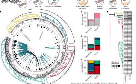 Isolation, engineering and ecology of temperate phages from the human gut