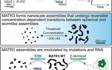Matrin-3 forms spherical and wormlike assemblies  that are modulated by RNA binding and ALS/FTD- associated mutations