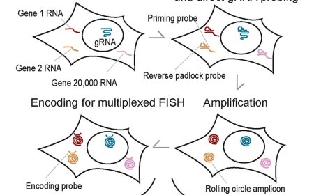 Sequencing-free whole-genome spatial transcriptomics at single-molecule resolution