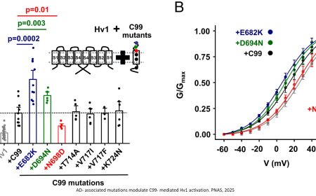 Amyloid precursor protein and C99 are subunits in human microglial Hv1 channels that enhance current and inflammatory mediator release
