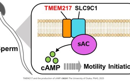 Formation of a complex between TMEM217 and the sodium-proton exchanger SLC9C1 is crucial for mouse sperm motility and male fertility