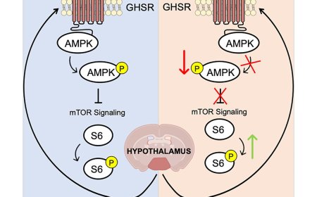 Glycation-lowering compounds inhibit ghrelin signaling to reduce food intake, lower insulin resistance, and extend lifespan