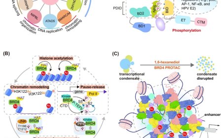 Targeting BRD4 bromodomains and beyond: exploring new therapeutic frontiers