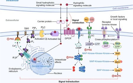 Cell Signaling and Communication between Cells