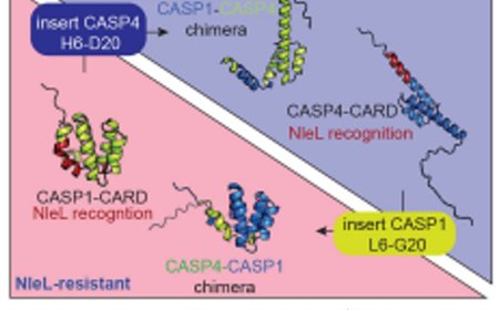 Enteropathogenic bacteria evade ROCK-driven epithelial cell extrusion