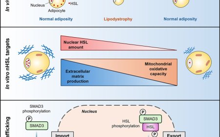 Nuclear hormone-sensitive lipase regulates adipose tissue mass and adipocyte metabolism