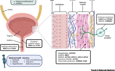 The biology of congenital urinary bladder outflow obstruction