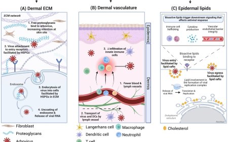 From structure to immunity: how skin shapes age-related vulnerability to Chikungunya virus infections