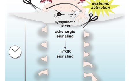 Adrenergic signaling coordinates distant and local responses to amputation in axolotl