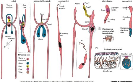 Resolving tissue and cellular functions of parasitic nematodes