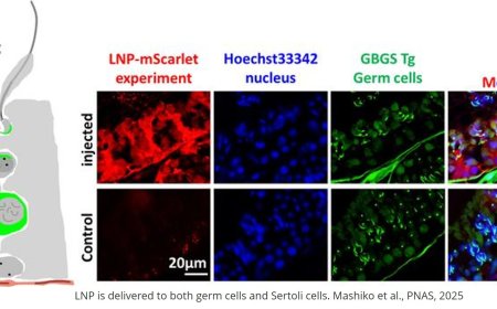 Sperm and offspring production in a nonobstructive azoospermia mouse model via testicular mRNA delivery using lipid nanoparticles