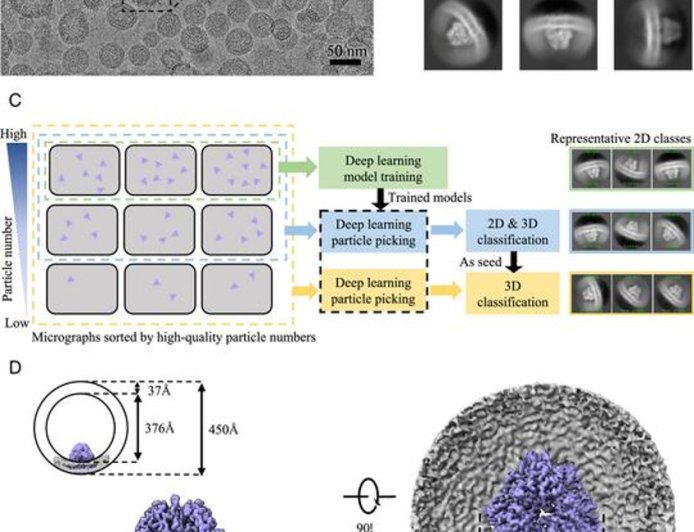 A novel vesicle-based method to capture the native structure of membrane proteins
